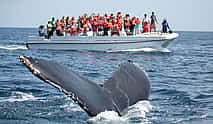 Photo 3 Humpback Whale Watching in Samaná Bay and Cayo Levantado