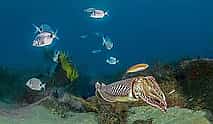Photo 3 Become a Certified Open Water Diver from Azores - São Miguel  - Your Underwater Adventure Starts Here!