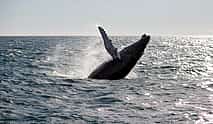 Photo 3 Whale Watching Tour