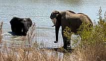 صورة 3 Full Day Exquisite Pilanesberg Safari Tours from Johannesburg