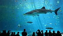 Photo 3 Cretaquarium Tour From Heraklion - Pick up from Kokkini Hani to Malia