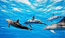 Foto 3 Nadar con delfines en el océano