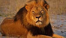 Photo 4 Lion Safari Park Johannesburg Tour