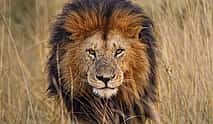 Photo 3 Lion Safari Park Johannesburg Tour