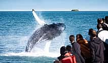 Photo 4 Húsavík Original Whale Watching