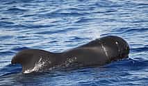Photo 3 PRIVATE VIP 2 Hours Tour charter in Funchal