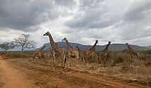 Photo 3 1-Day Tsavo National Park Safari from Diani