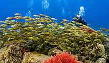 Photo 4 Try Scuba Diving Experience in Funchal