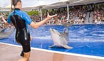 Фото 3 Dolphin Show from Side