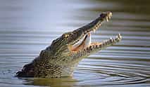 Photo 3 Dubai Crocodile Park Tour and Marina Dhow Dinner Cruise with Private Transfers
