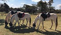 Photo 4 Horseback Safari from Johannesburg