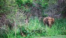 Photo 3 Ancient Polonnaruwa and Minneriya Park Safari Tour from the East Coast