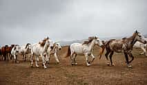 Фото 3 2-дневный конный тур в Национальный парк Вашловани