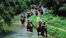 Фото 3 Пхукет: Бамбуковый рафтинг, поход на слонах с 15-минутной поездкой на квадроцикле