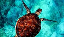 Photo 3 Caretta-Caretta Turtle Trip