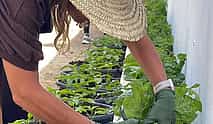 Photo 4 Plant It & Taste It : Garden Workshop & Traditional Moroccan Tea