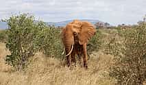 Photo 4 1-Day Tsavo National Park Safari from Diani