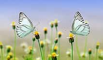 Photo 3 Private Dubai City Tour with Miracle & Butterfly Garden Visit