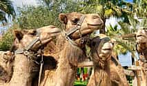 Foto 3 Pueblo de Lefkara, parque de camellos y visita a una bodega