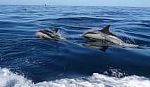 Photo 3 Algarve Dolphin Watching Tour