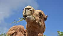 Photo 4 Tangier Camel Ride Tour with Pick-up and Drop-off