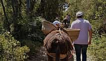 Photo 4 Donkey Ride in Aljezur
