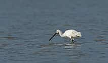 Photo 4 Estuary Birdwatching Boat Tour