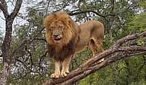 Photo 4 Walk With Lions From Johannesburg