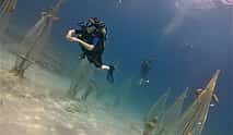 Photo 3 Guided Scuba Diving Tours (Certified divers)