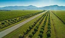 Photo 4 Private Tour: Montenegro Wine Road