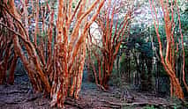 Photo 3 Victoria Island and Arrayanes Forest