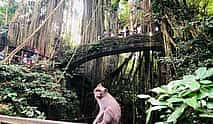 Photo 4 Ubud Tour: Best of Ubud -All inclusive