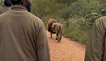 Photo 3 Walk With Lions From Johannesburg
