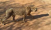 Photo 3 Ann Van Dyk Cheetah Centre Tour from Johannesburg or Pretoria