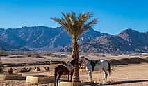 Foto 3 Safari de aventura a caballo en Sharm El Sheij