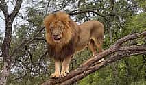Photo 3 Walk with Lions in Johannesburg & Elephant Experience