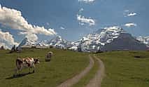 Photo 3 From Zurich to Top of Europe Jungfraujoch private tour