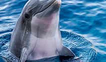 Фото 4 Лодочный тур по Сезимбре с наблюдением за дельфинами и дегустацией вин