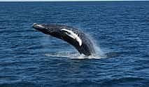 Foto 3 Avistamiento de Ballenas