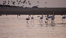 Foto 4 Agadir Reiten &amp; Flamingo Fluss