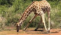Photo 3 An Unforgettable Safari from Johannesburg to Pilanesberg