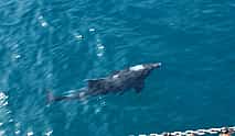 Фото 4 Круиз на остров Дельфинов в Сиде