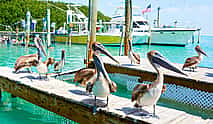 Photo 3 Key West Excursions from Miami: Shuttle, Dolphin Discovery, Snorkeling & More!