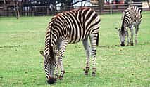 Foto 3 Visita de medio día al Parque de los Leones y Safari