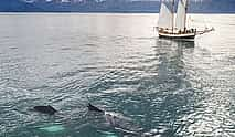 Photo 3 Whale Watching on Sailboat from Húsavík