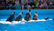Photo 4 Pattaya: Dolphinarium Show