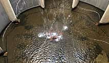 Photo 4 Half Day Cradle Of Humankind Tour