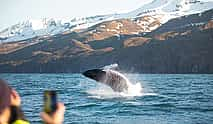 Photo 4 Silent Whale Watching (Carbon Neutral) from Húsavík