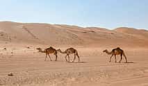 Фото 3 Приключение в песках Вахиба и Вади Бани Халид: Чудеса пустыни