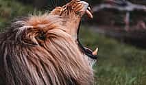 Photo 4 Cradle of Humankind Tour combined with a Lion Safari from Johannesburg